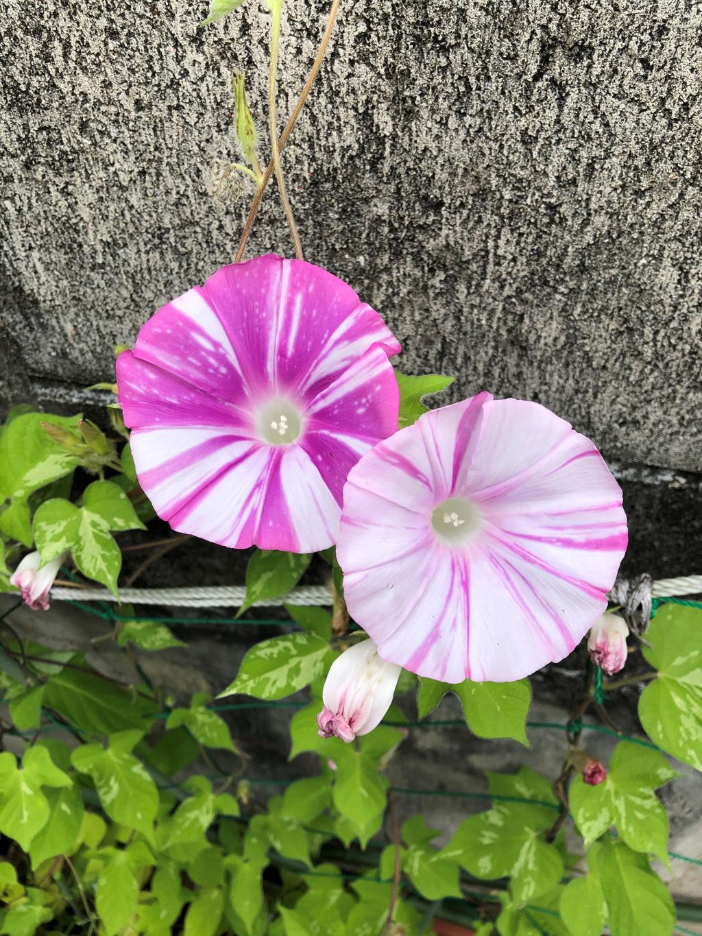 赤いアサガオの花