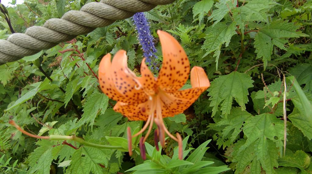 高山植物　コオニユリとクガイソウ（奥の花）