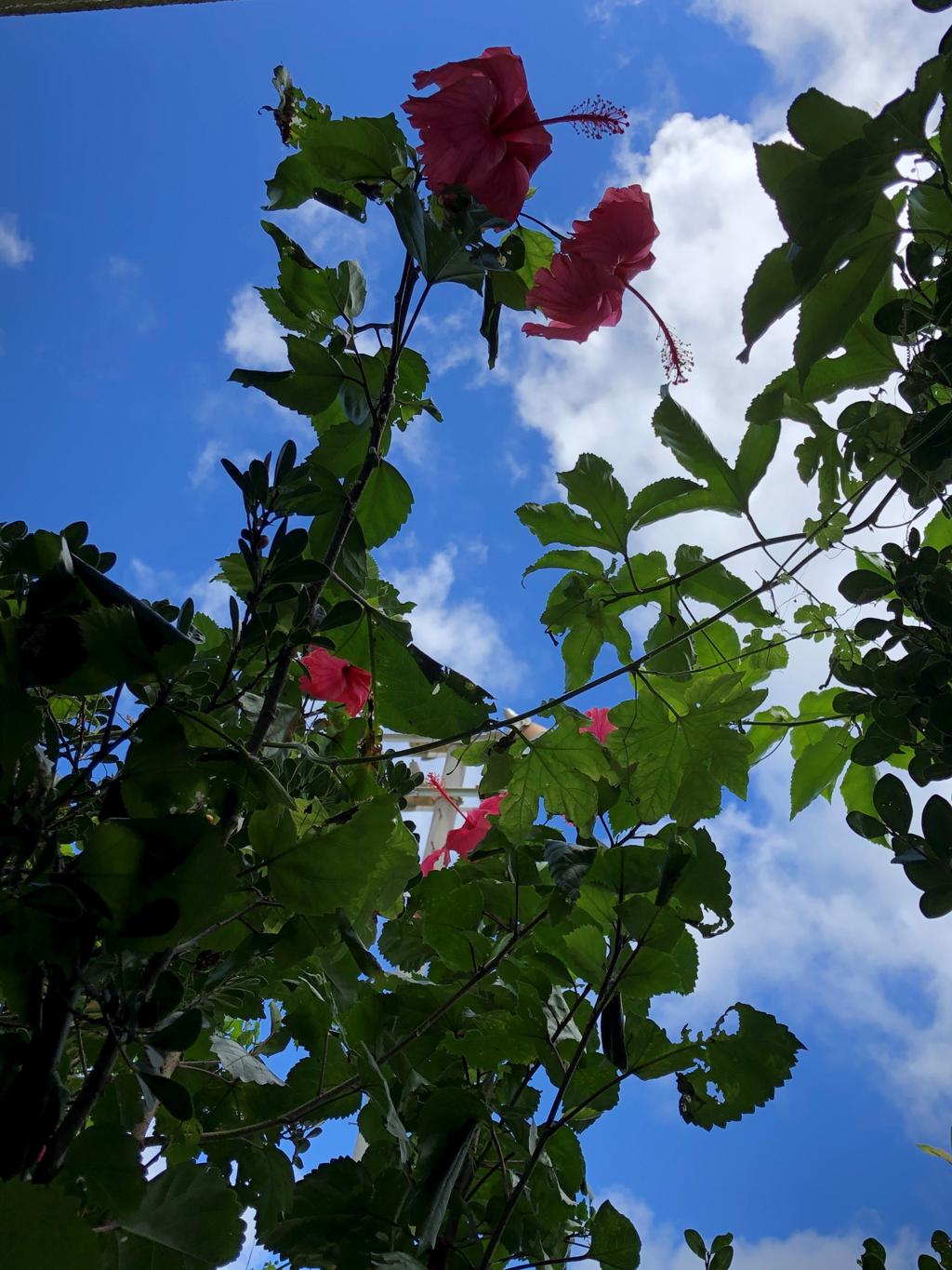 台風の前のハイビスカス