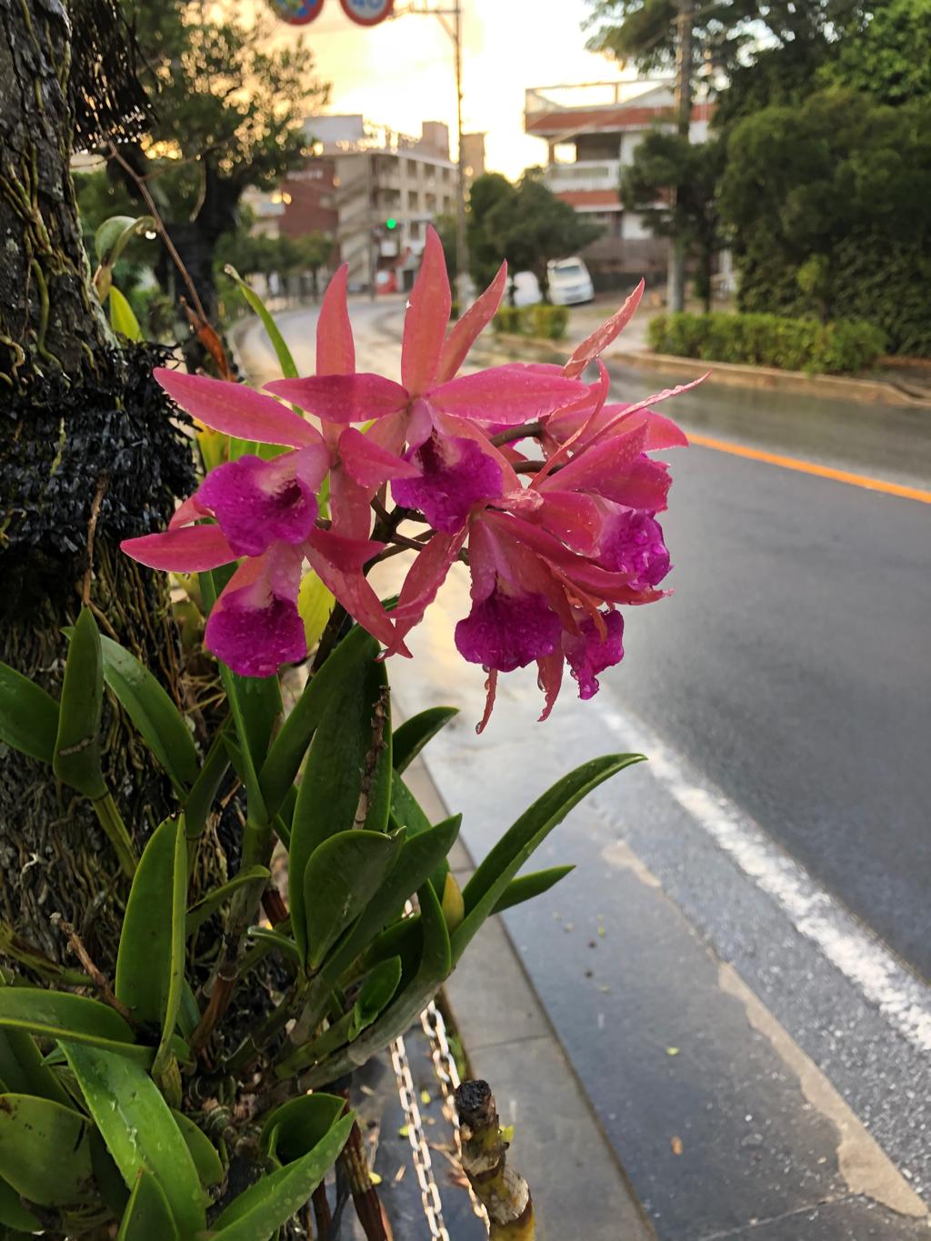雨に濡れた欄
