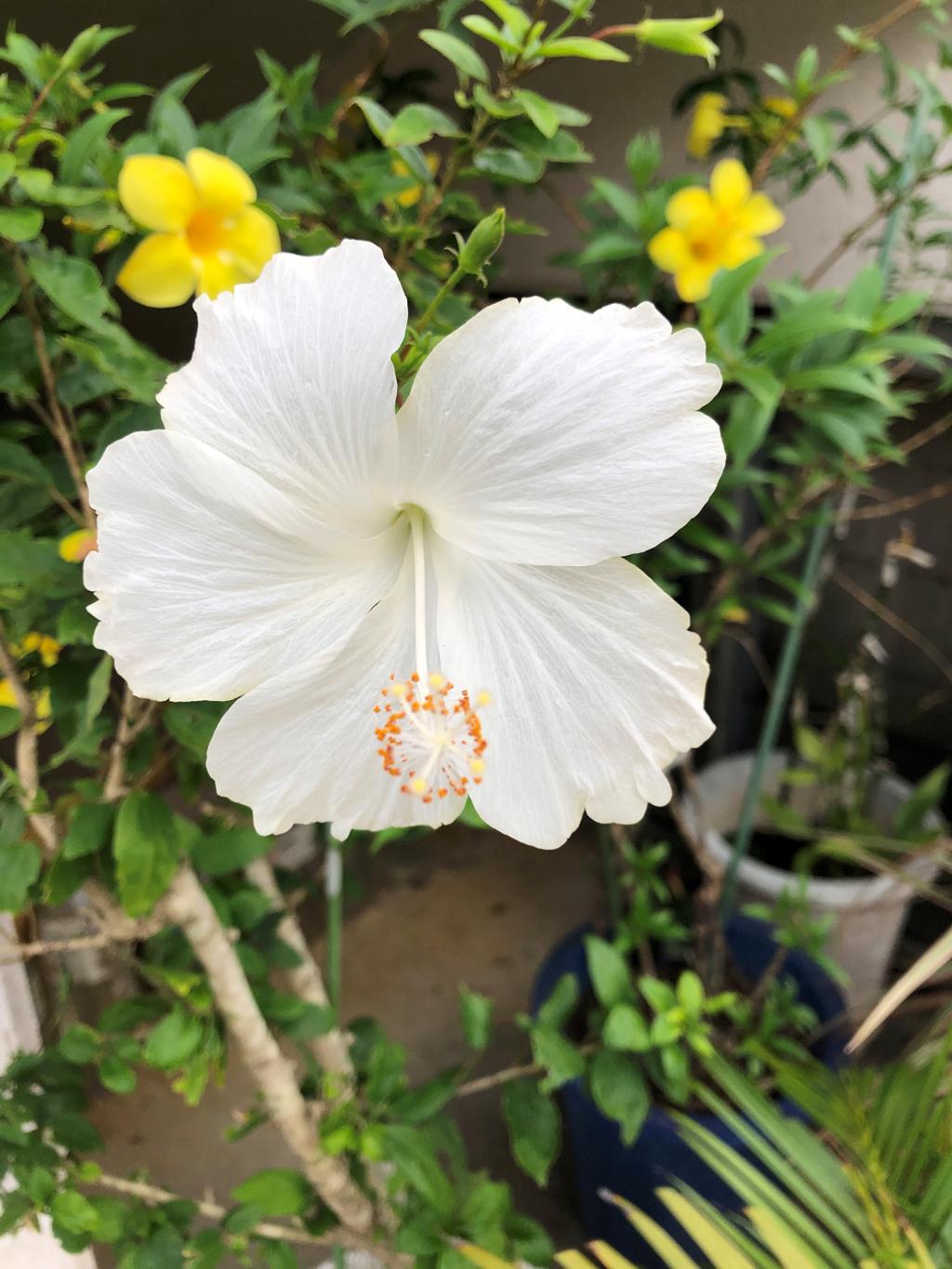 白いハイビスカスの花