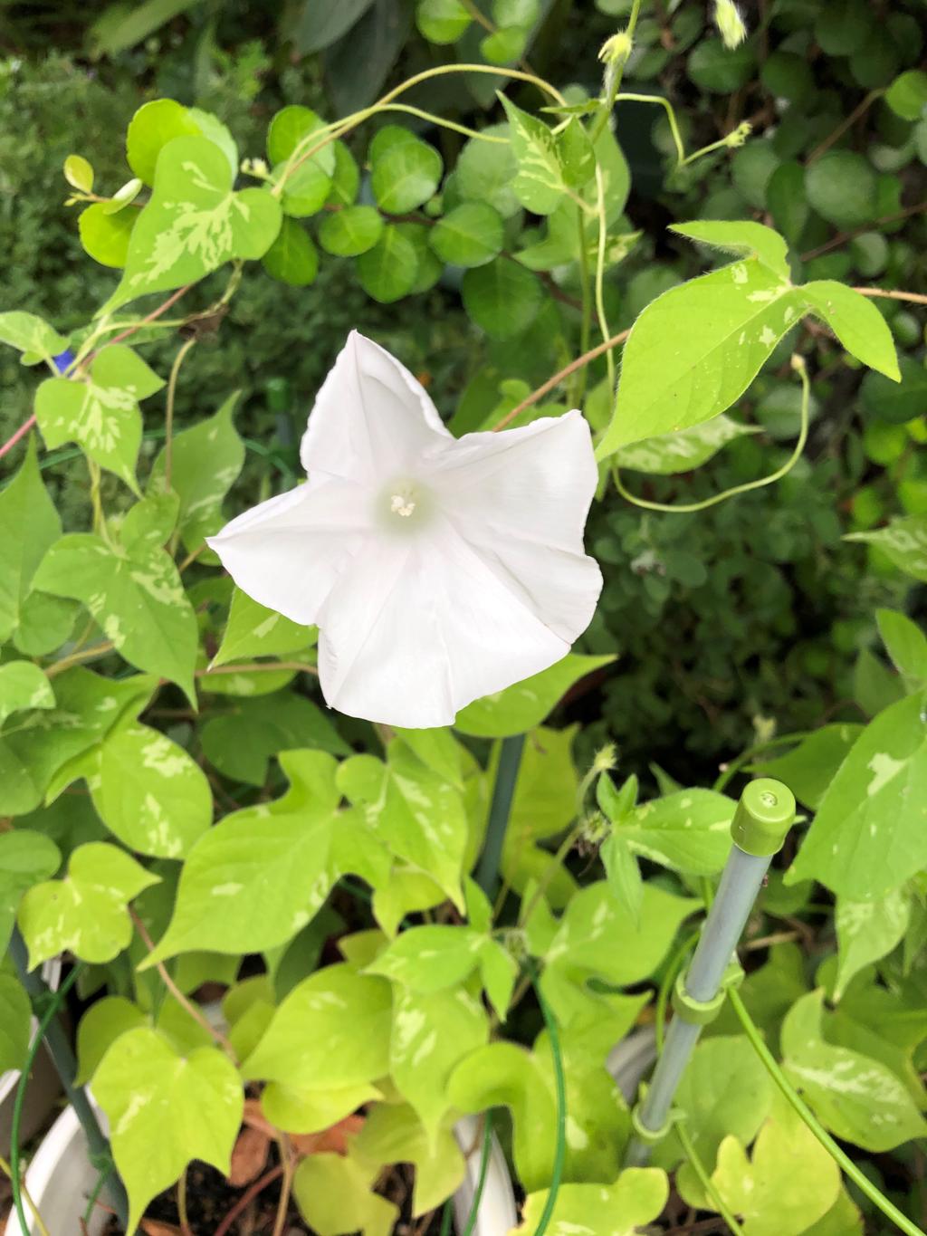 白い朝顔の花