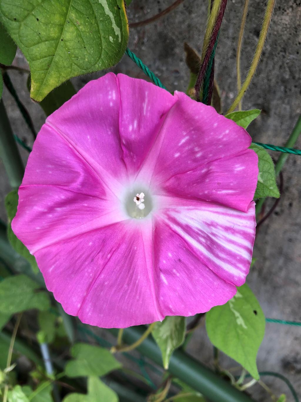 うるがいの話 ピンクの朝顔の花