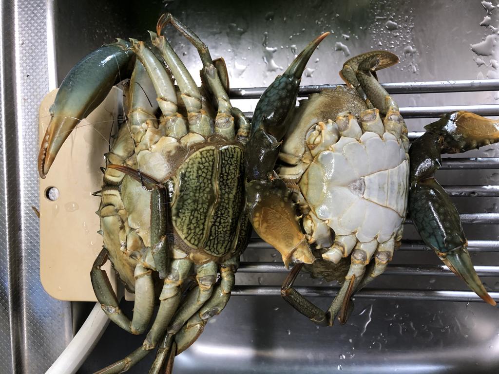 もらったガザミ
