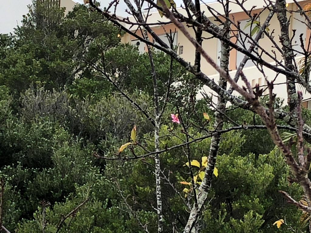 桜が咲いた