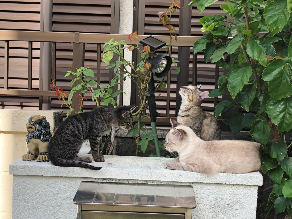 猫の親子に知らないふりされる