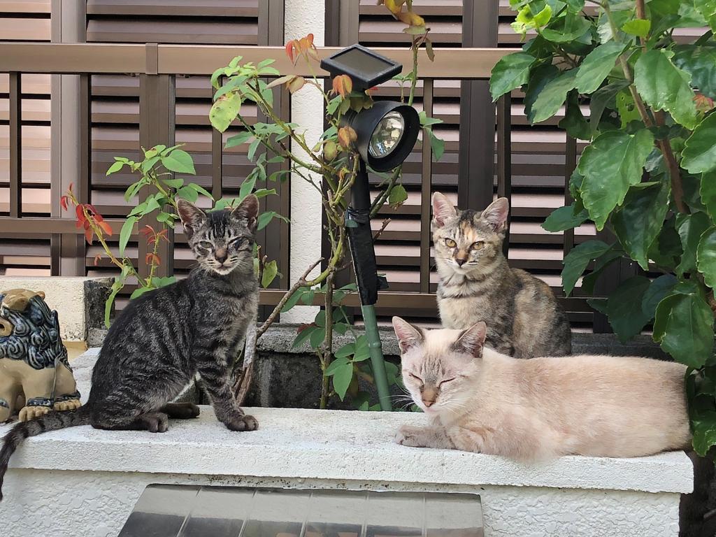 二匹の子猫と母親