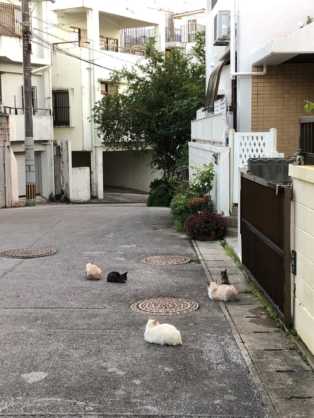 猫のたまり場