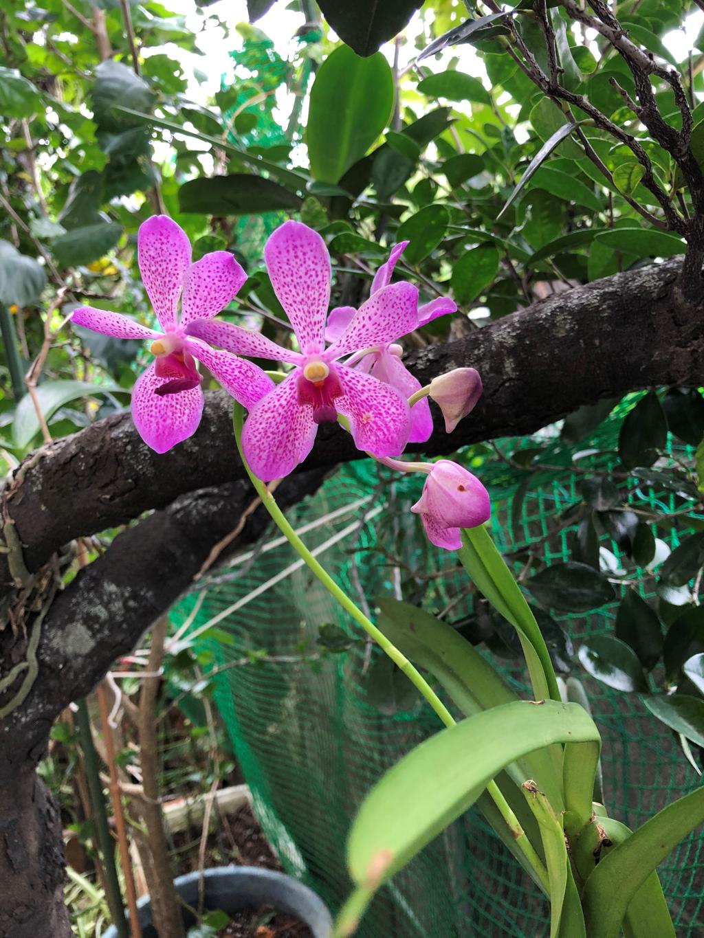 ピンク色の花のパンダ