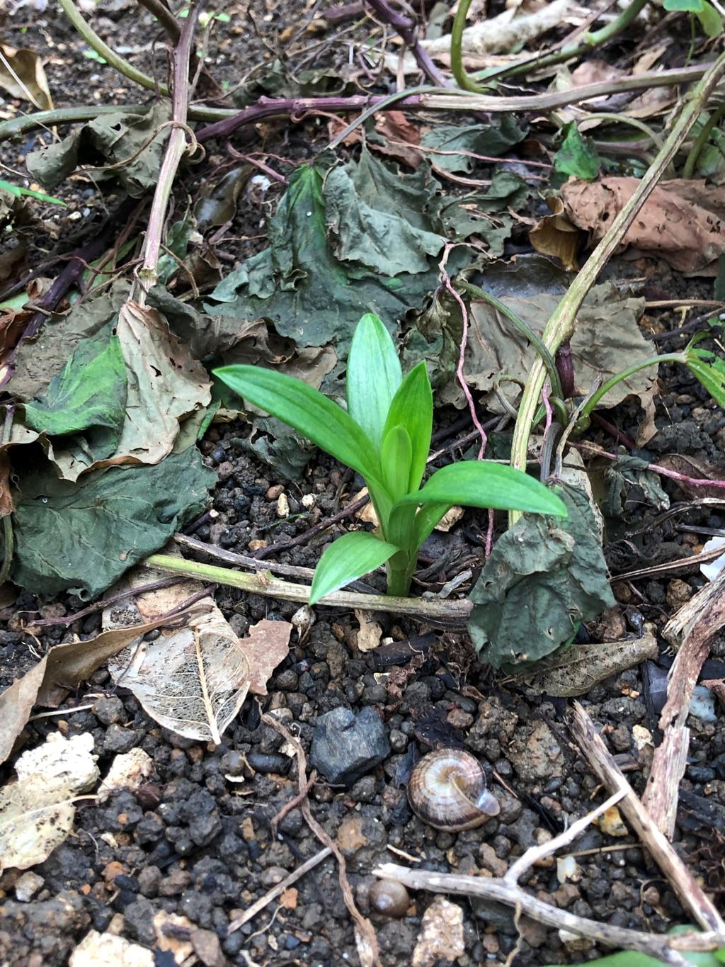ユリの芽が出ている