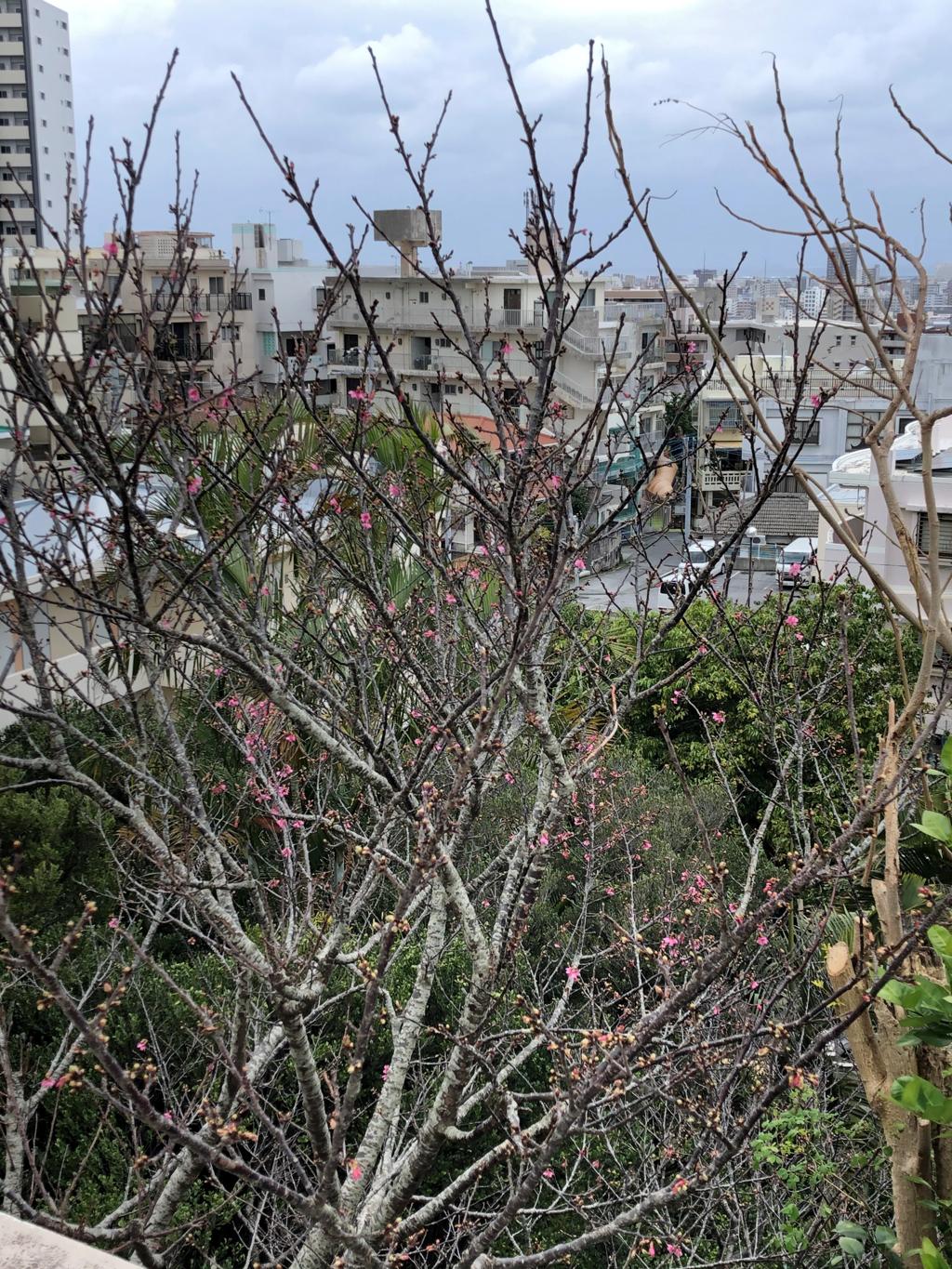 一分咲きの桜