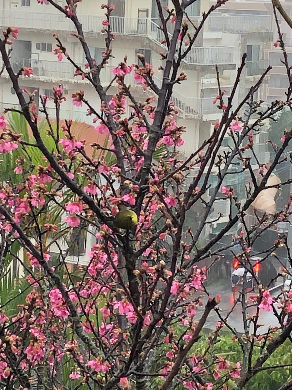 ８分咲きの桜とメジロ