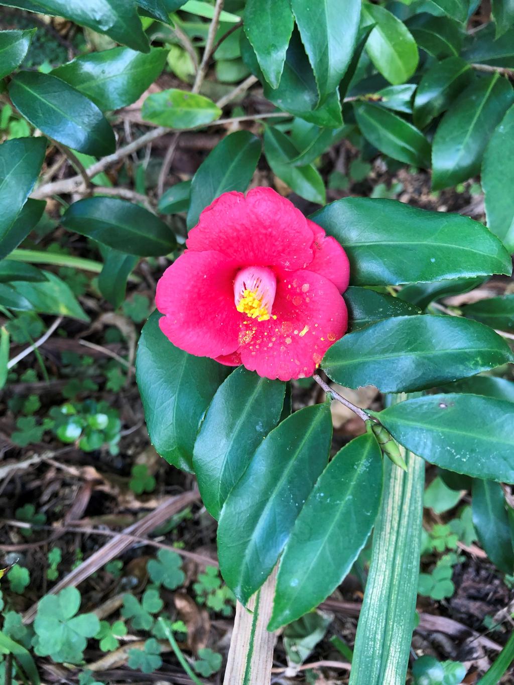 前の花壇の山茶花  width=