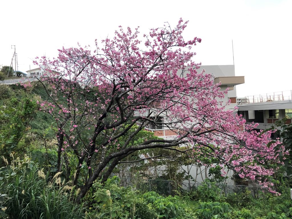 夕方ランの途中で見た桜  width=