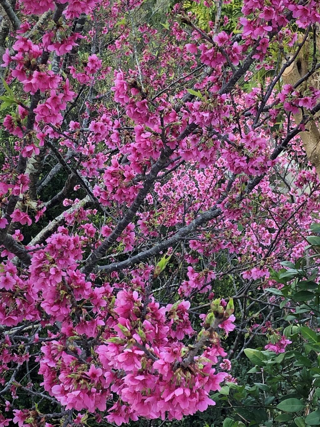 隣の民家の桜とのコラボ  width=