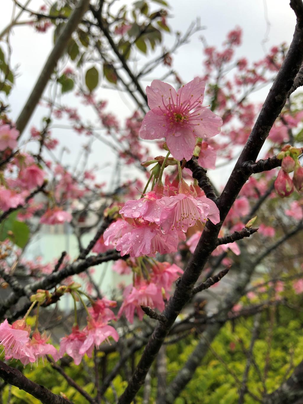 雨の中の遅咲き桜  width=