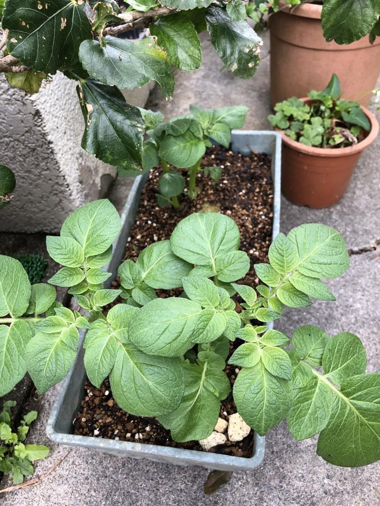 芽がでたためカットされたジャガイモ