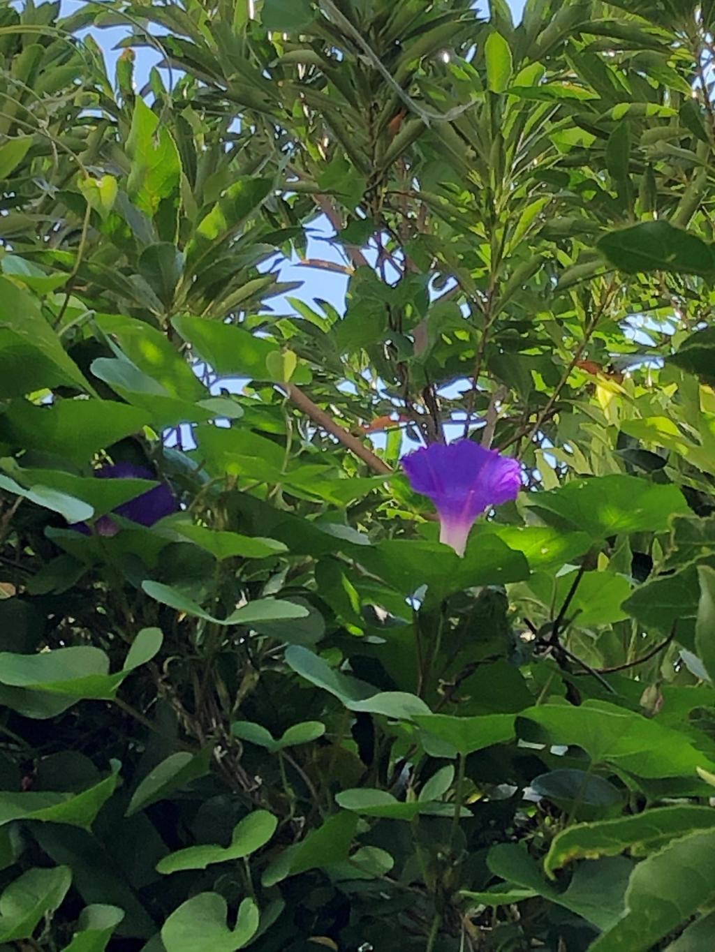 久々に咲いた家の紫色の琉球朝顔