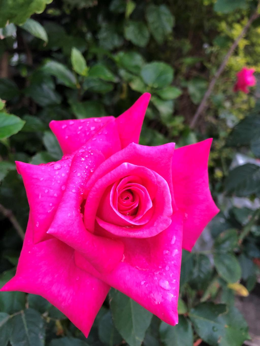 雨露がかかったバラ