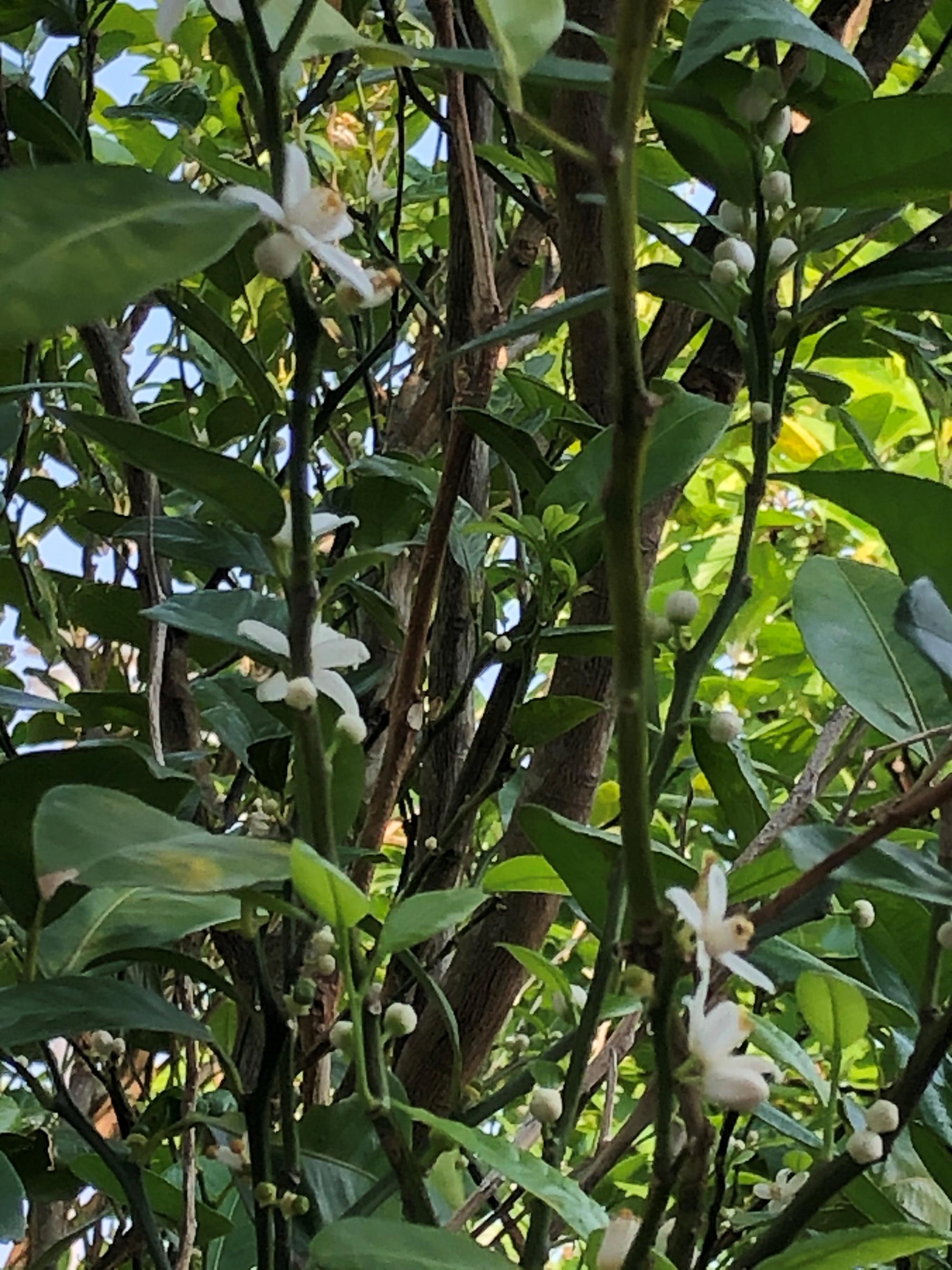 シークワーサーの花