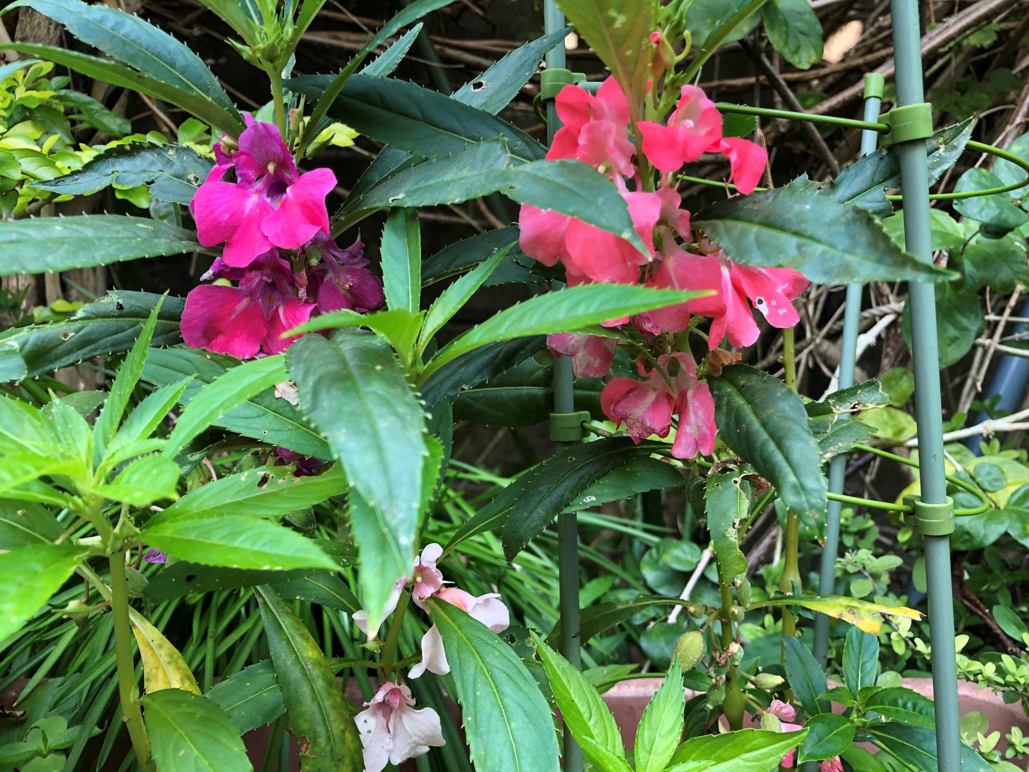 ３つの色の鳳仙花