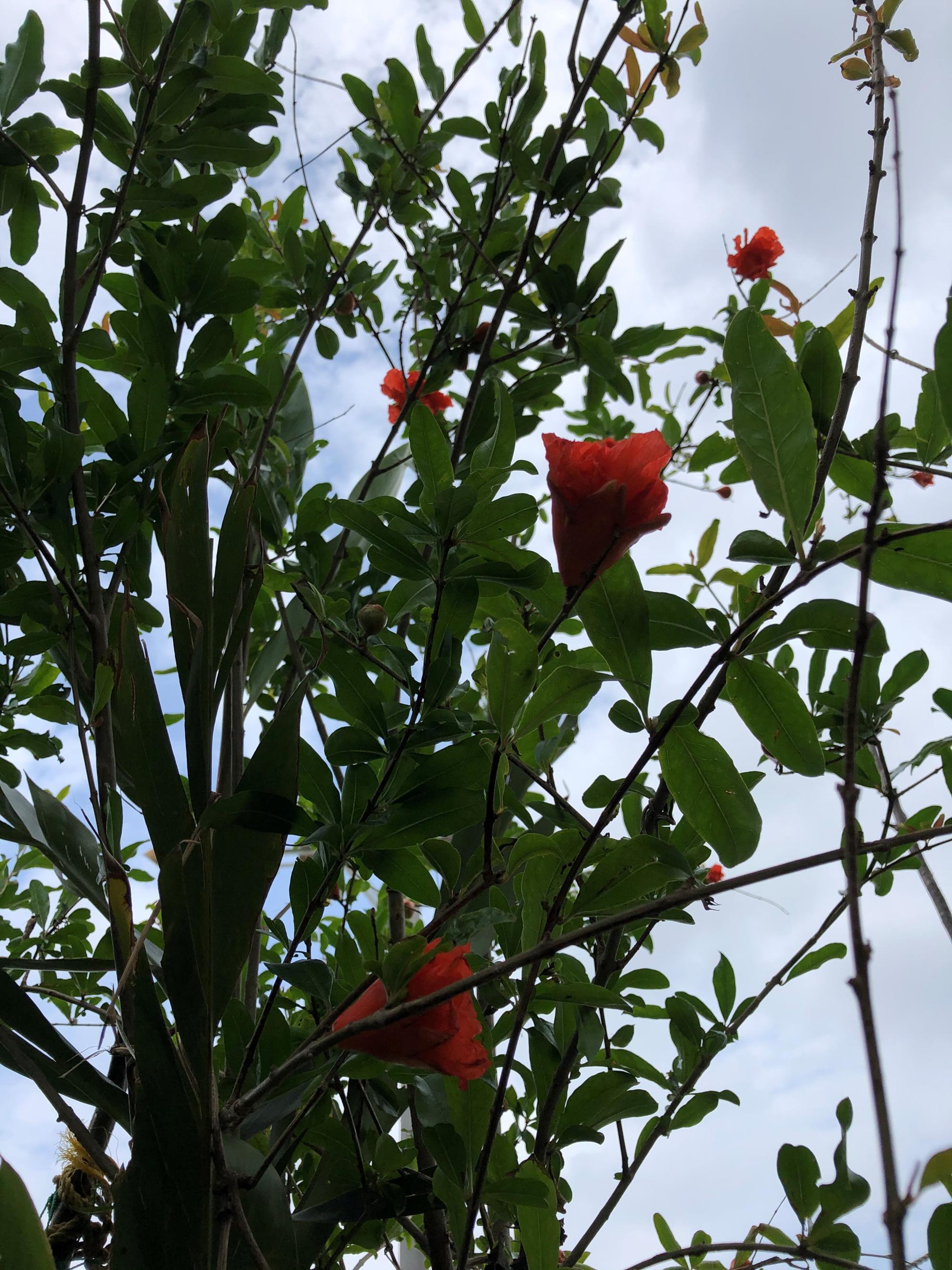 ザクロの花
