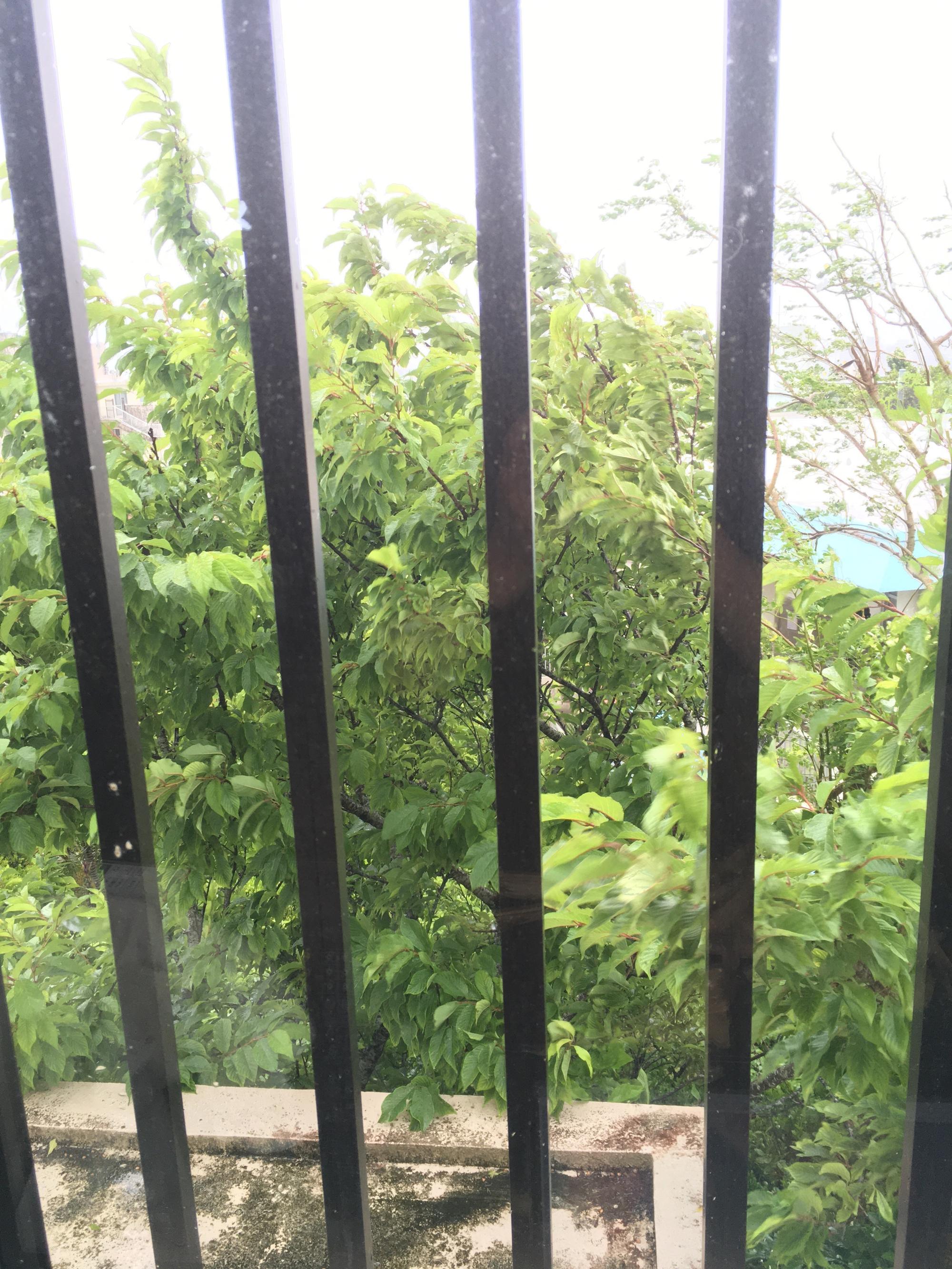 海がみえない！、桜　切れ！と言われた