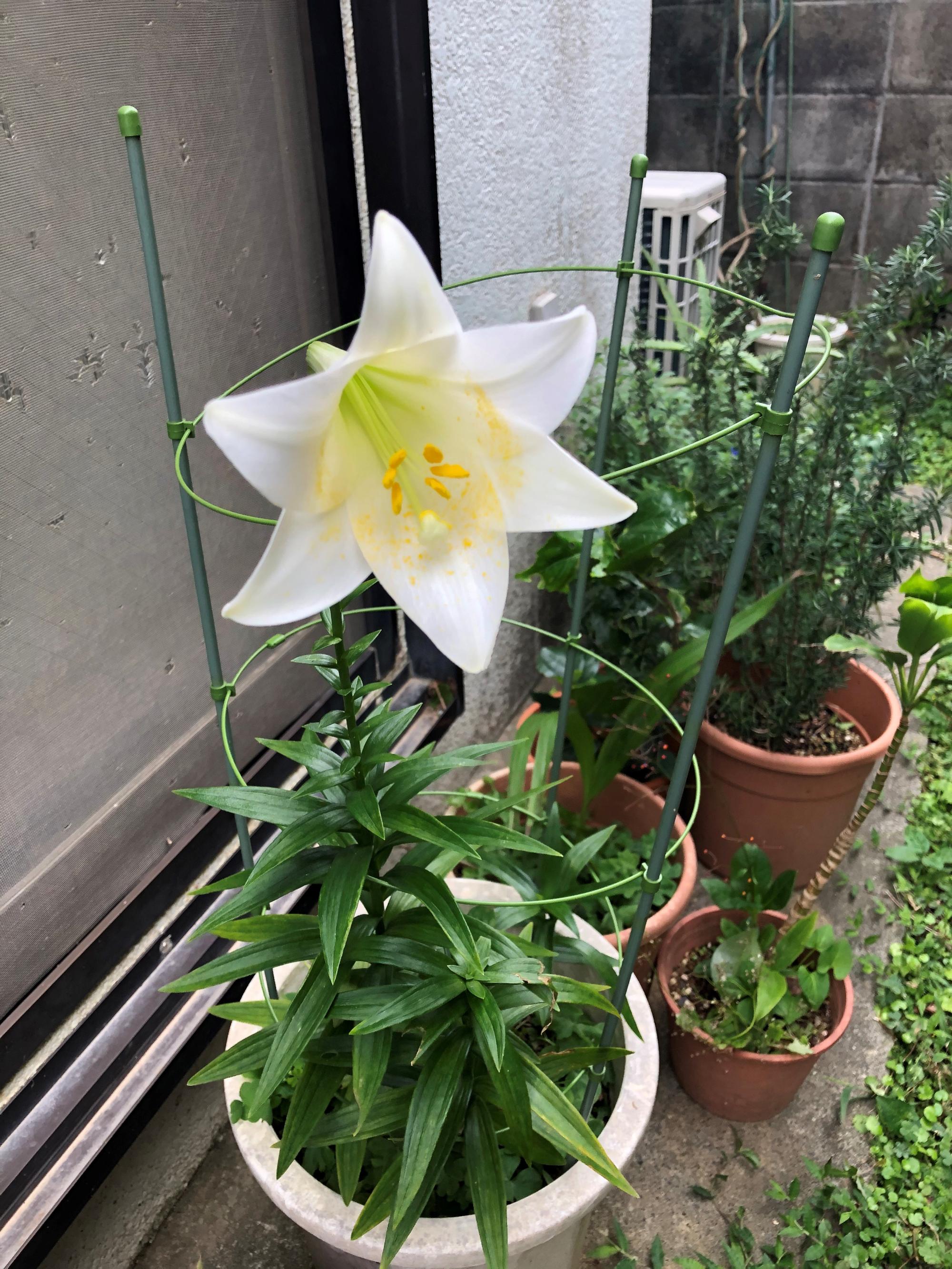 朝はつぼみ　ゆうがた花が開いた