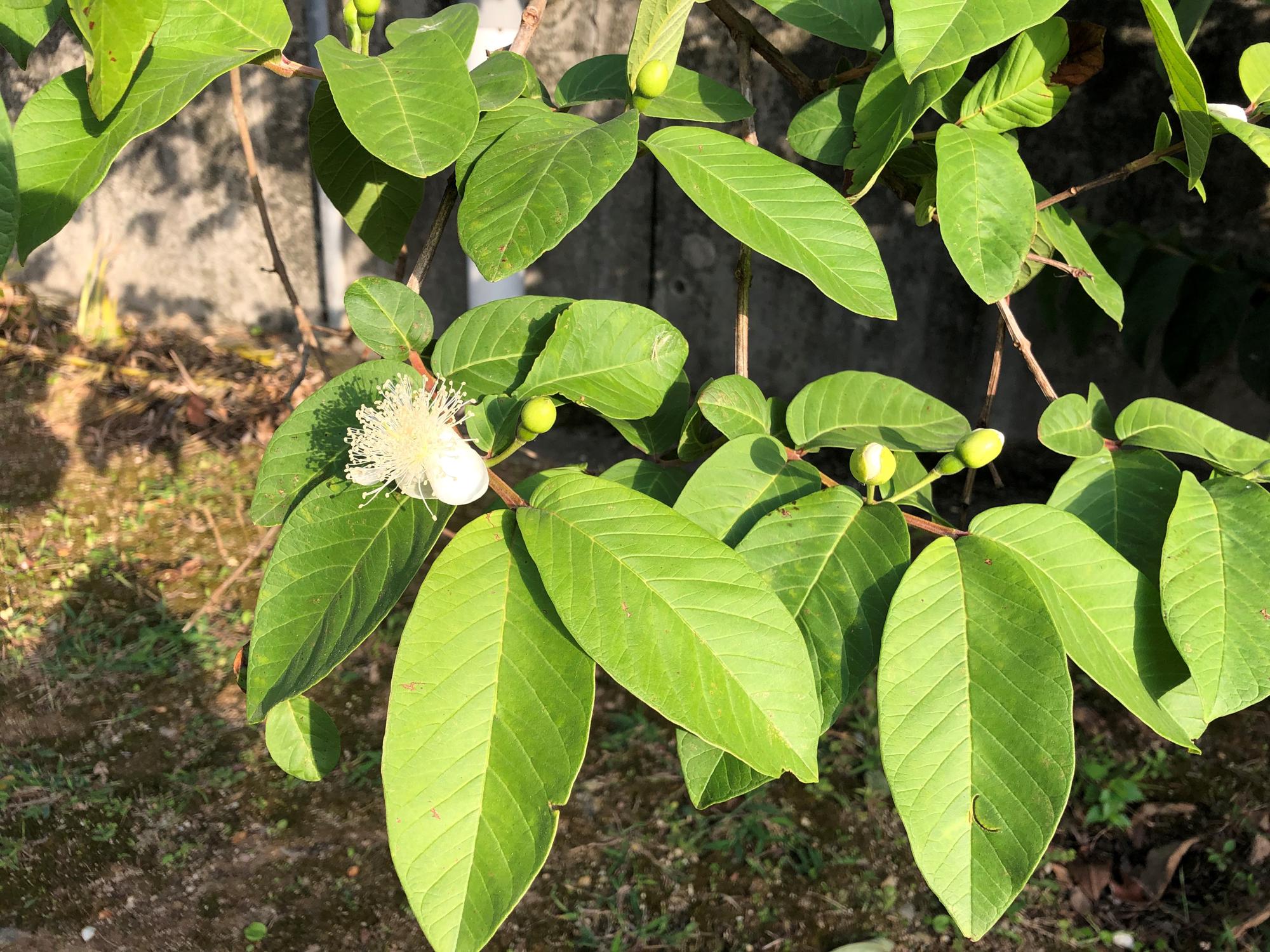 バンシルー（グァバ）の花、お盆のころ実は食べごろになる