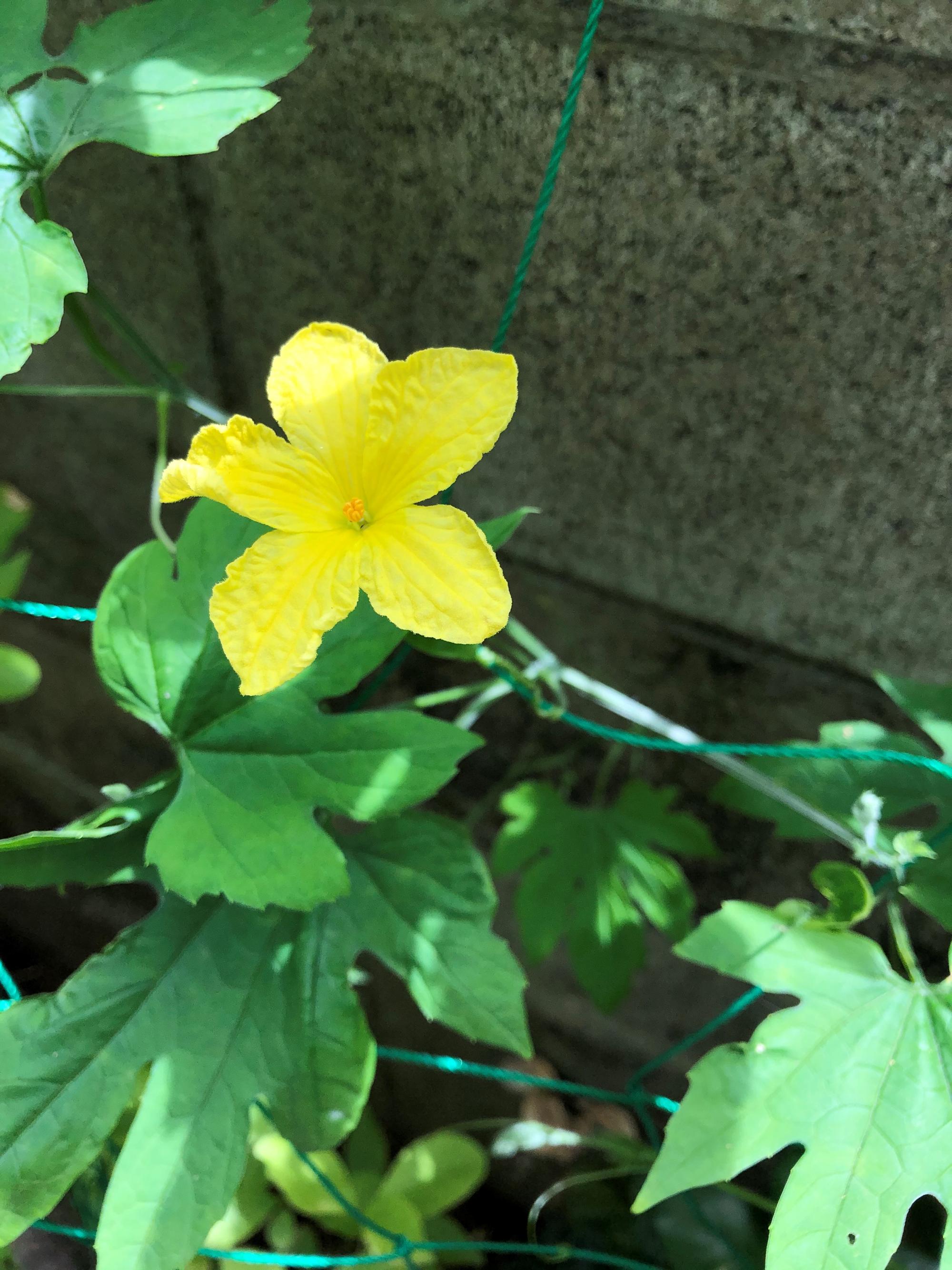 ゴヤーの花