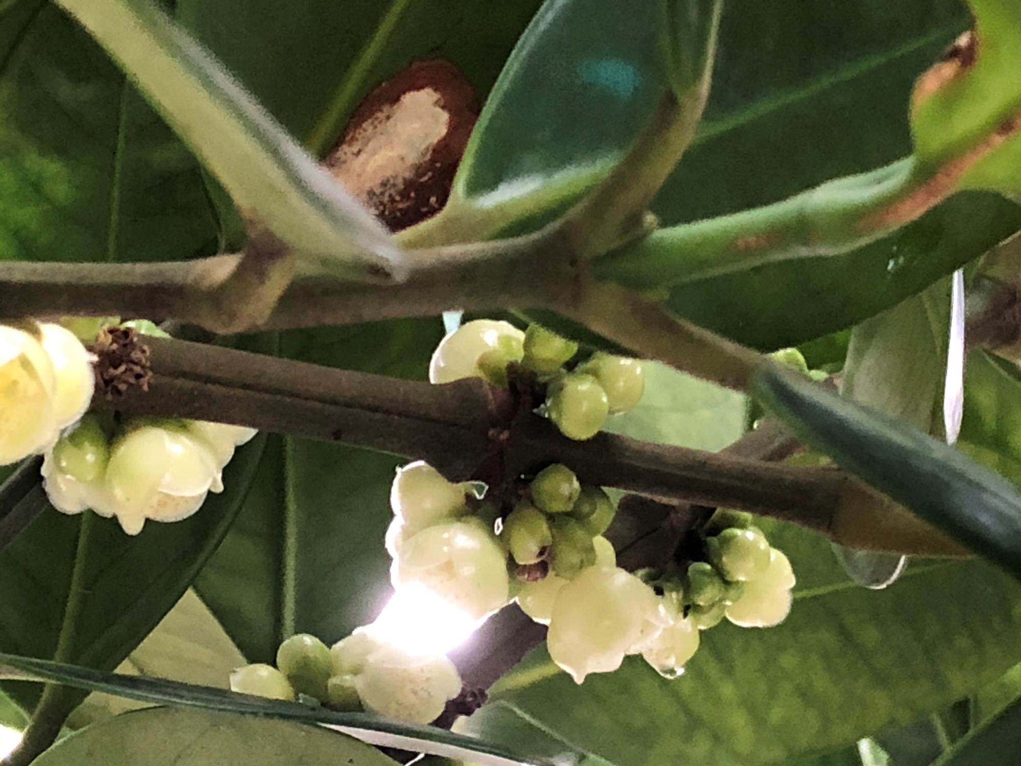 白い花はスズラン(鈴蘭)みたい