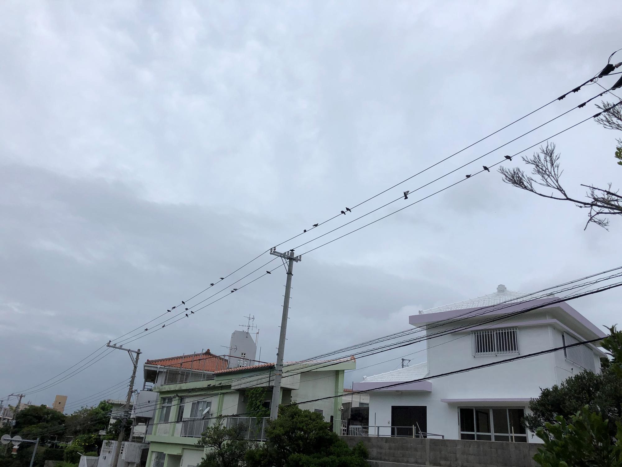 伝書鳩？ではない、鳩が電線に止まっている