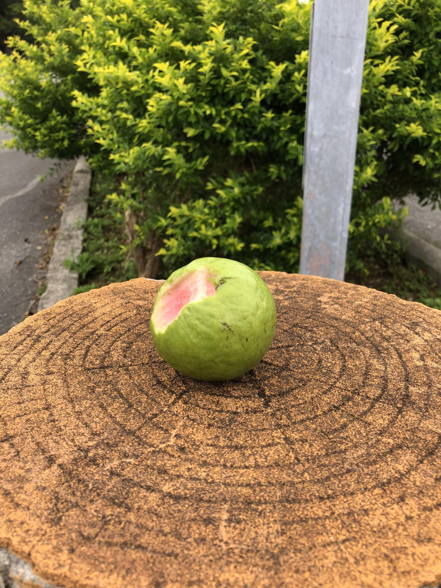 バンシルーの実　少しかじった