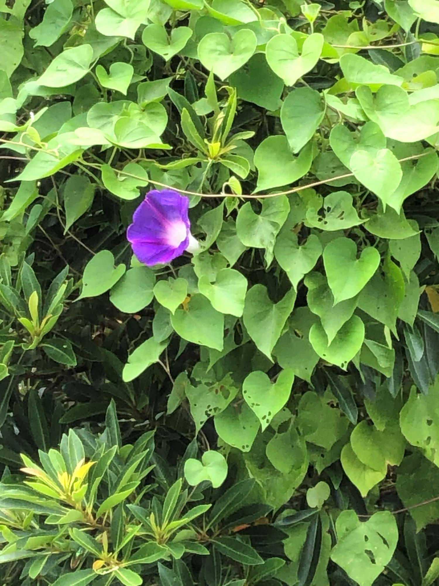 ２階の窓から見える琉球朝顔