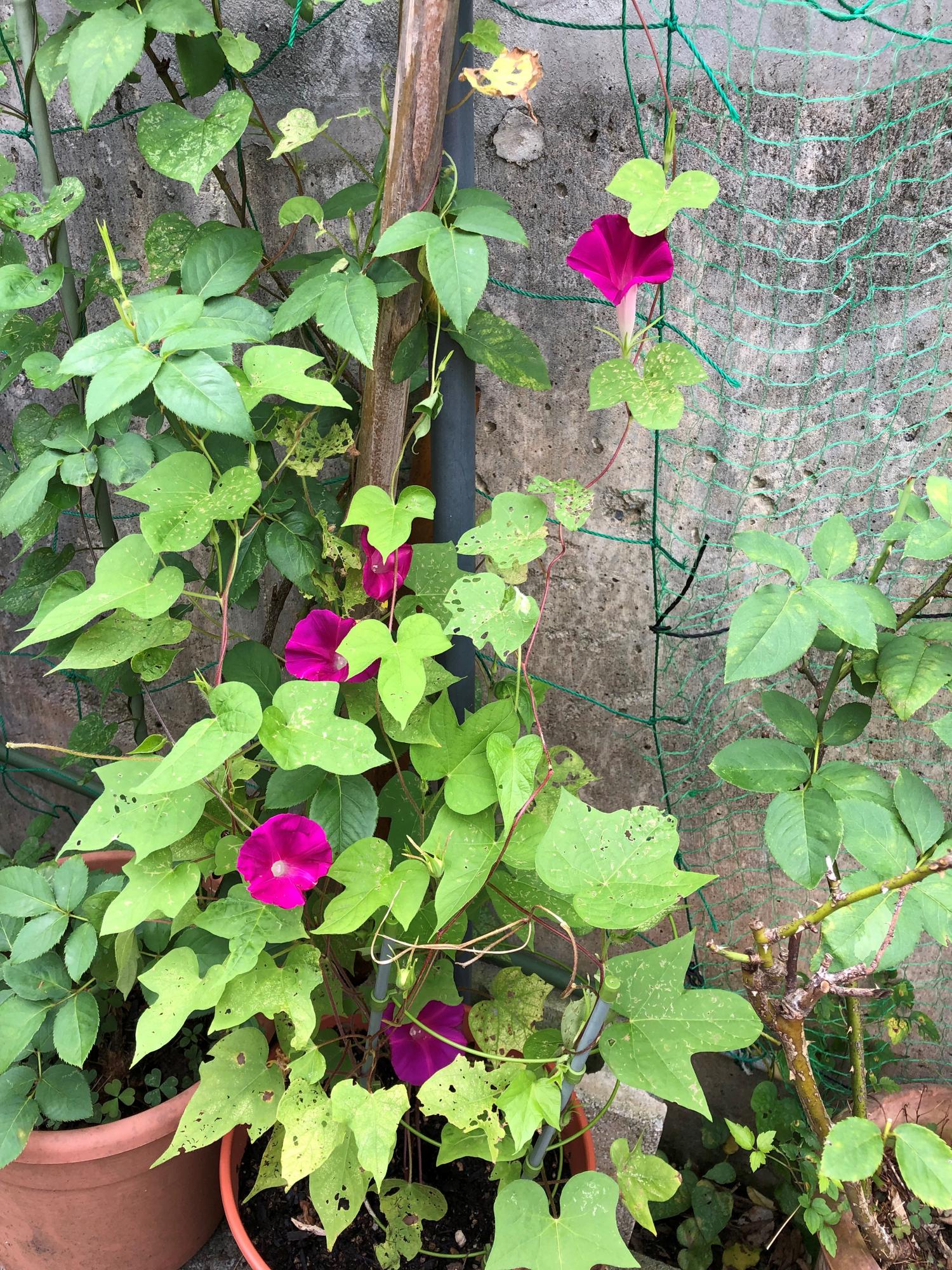 赤い朝顔　昼でも花が開いている