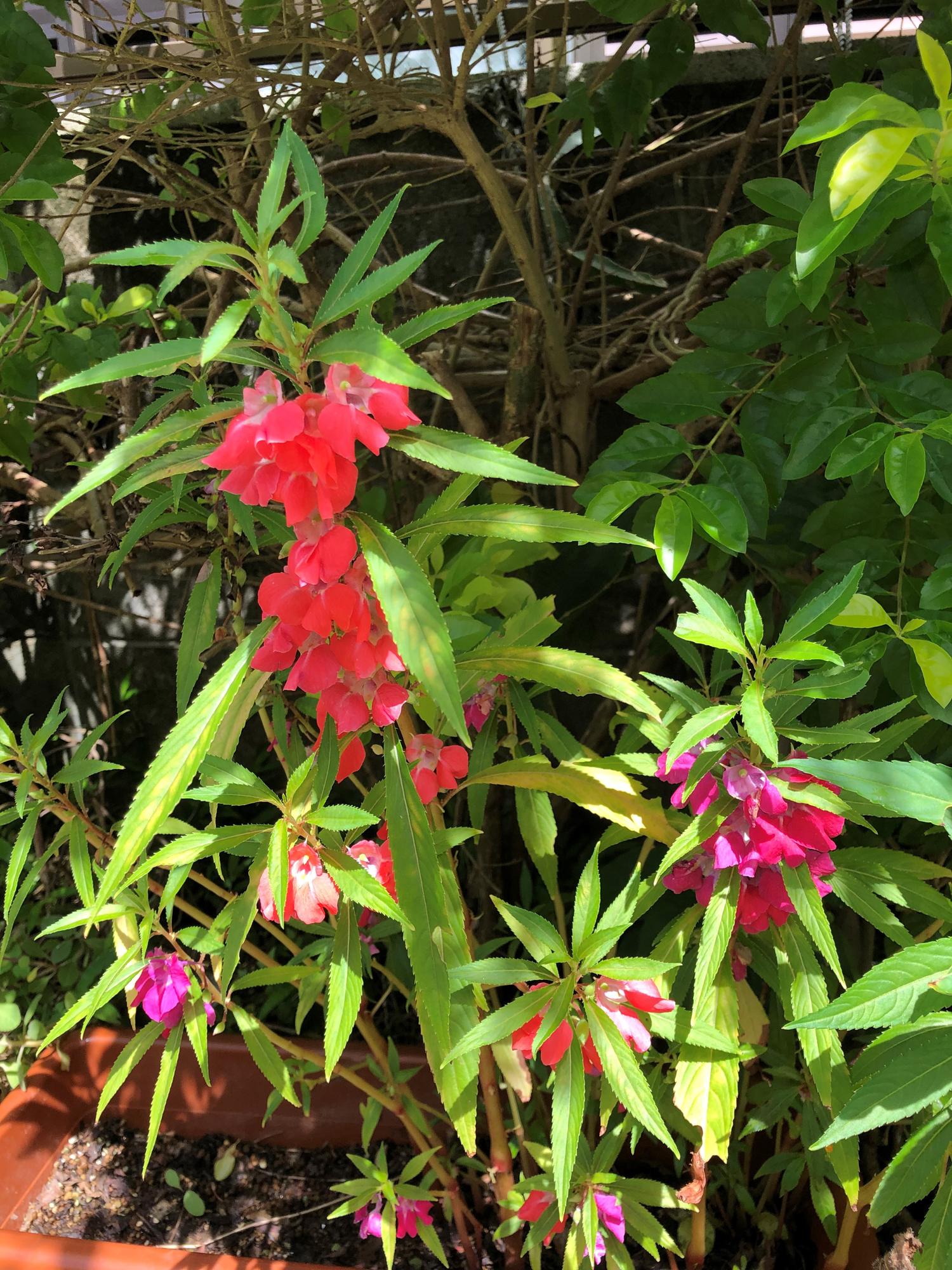 鳳仙花が伸びている