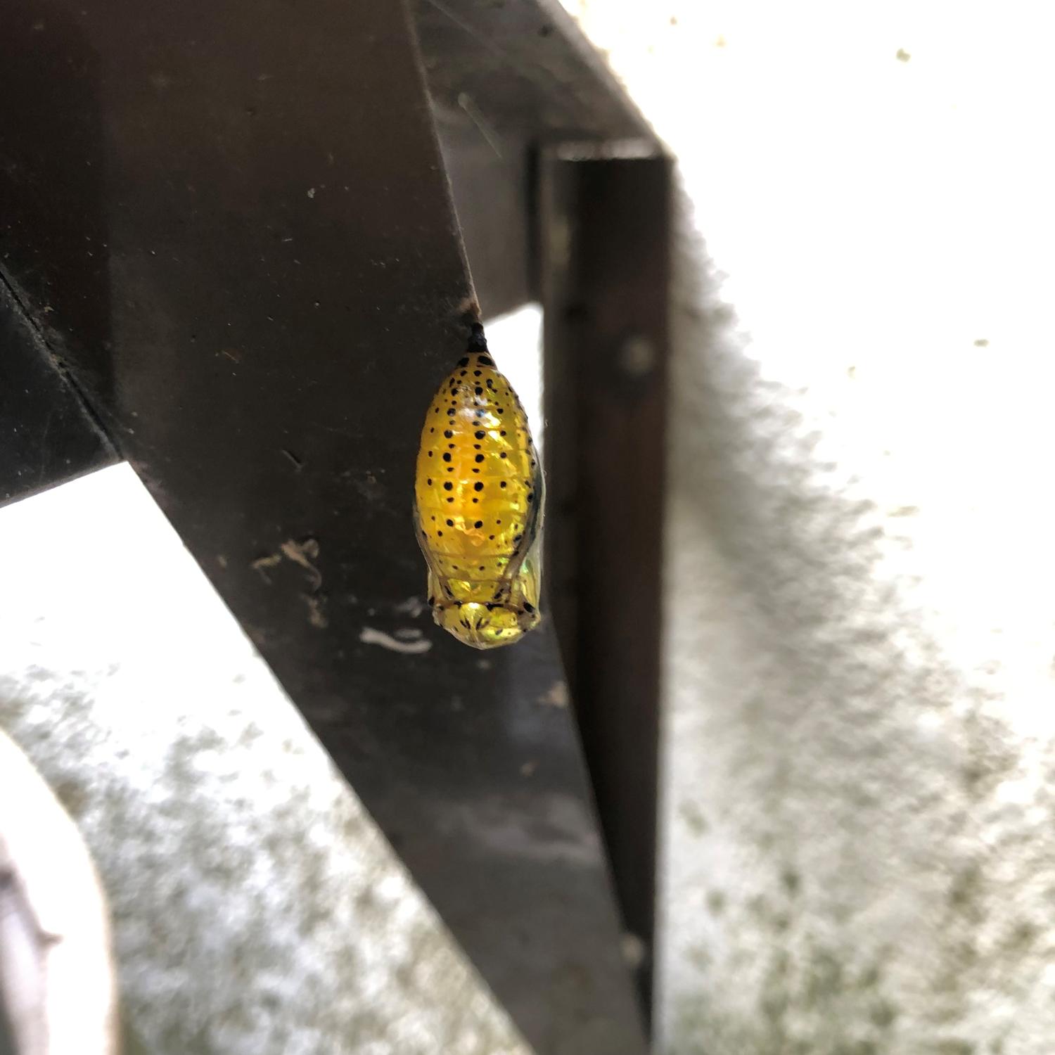 オオゴマダラの黄金に輝くまゆ