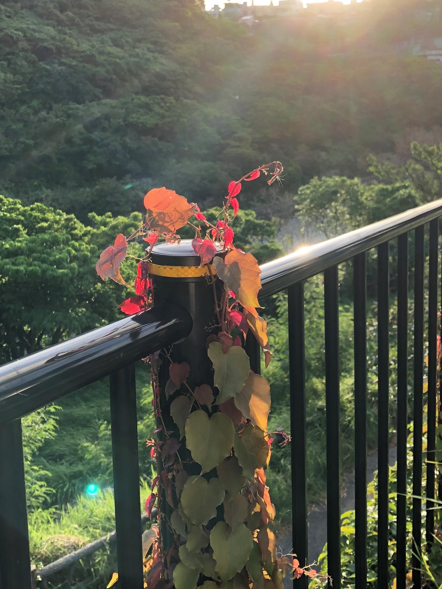 夕陽の光がツタにさす