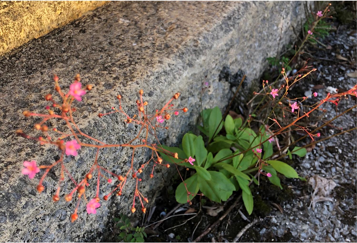 ピンボケ雑草の花