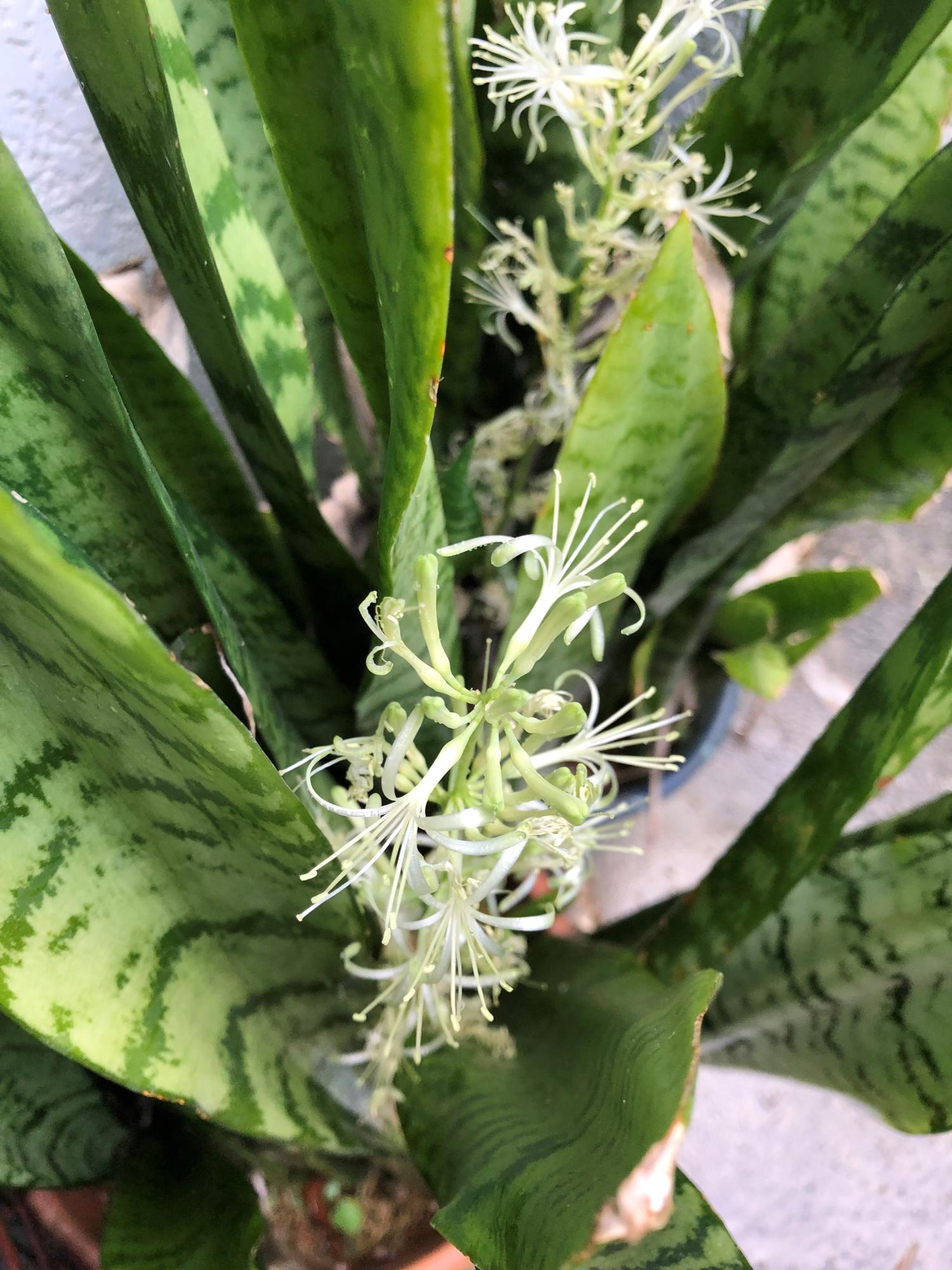 北方向にあるサンスベリア（トラノオ）の花