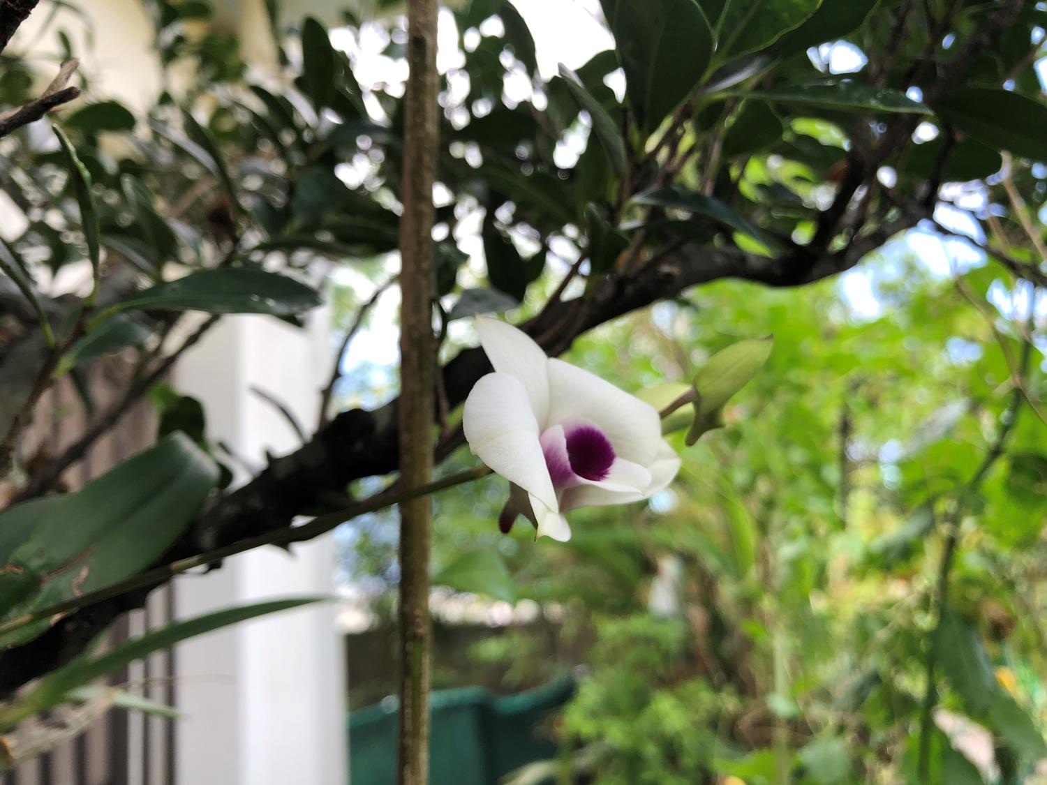昨日の蕾が、花が開く
