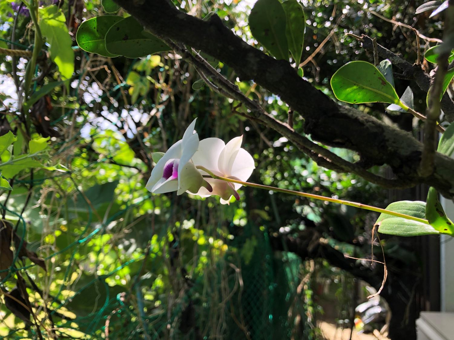 二つ目の花が咲く