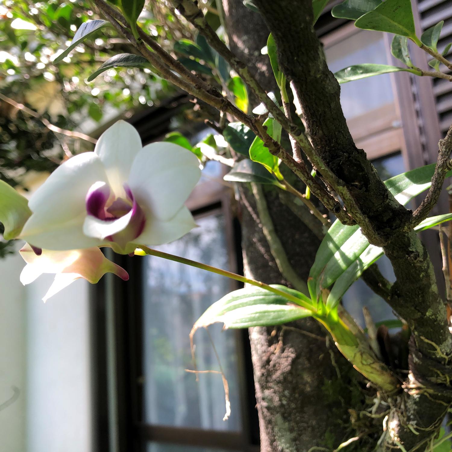 アップで見た二つ目の蘭の花