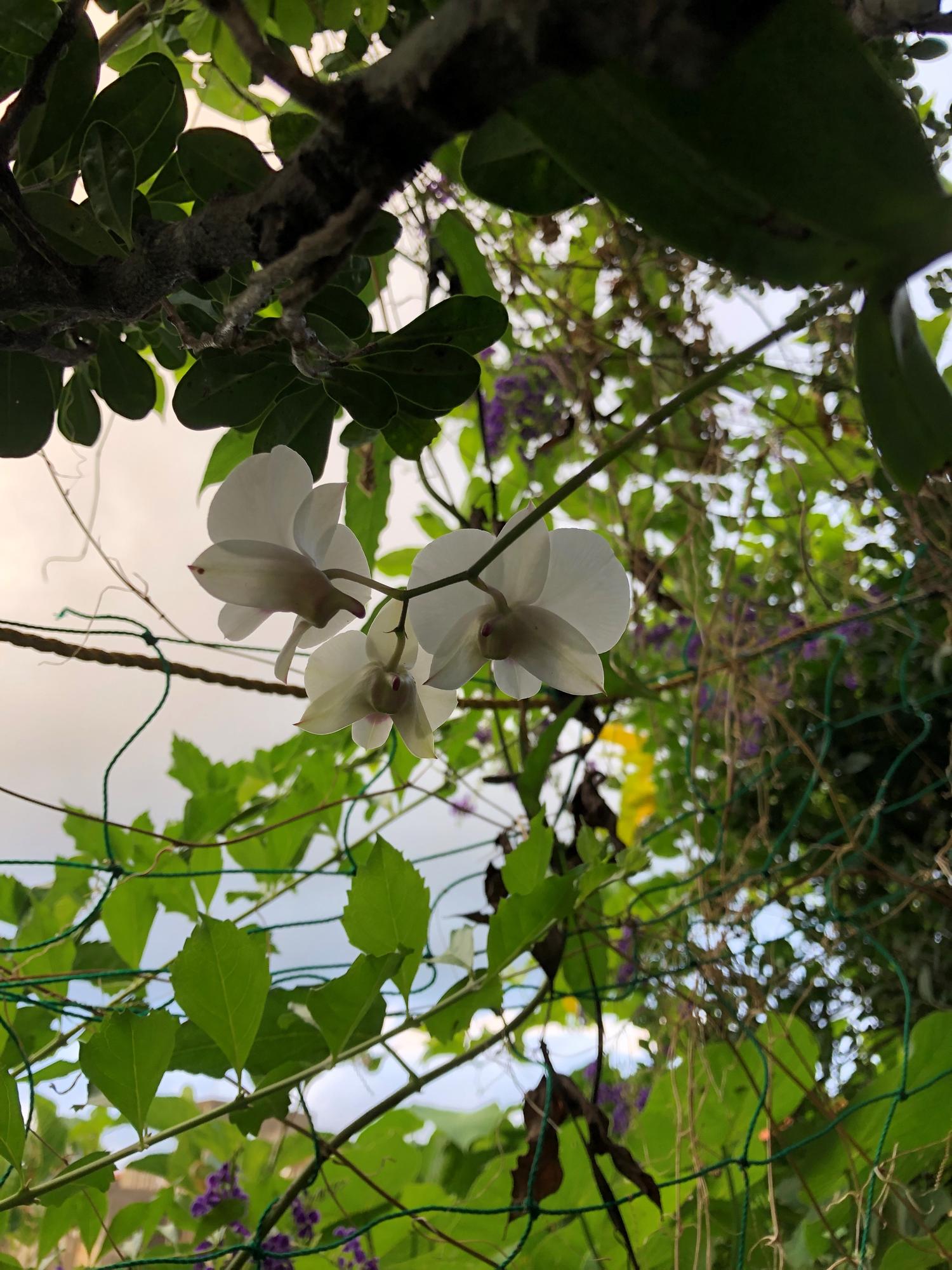 蕾が全て花開く