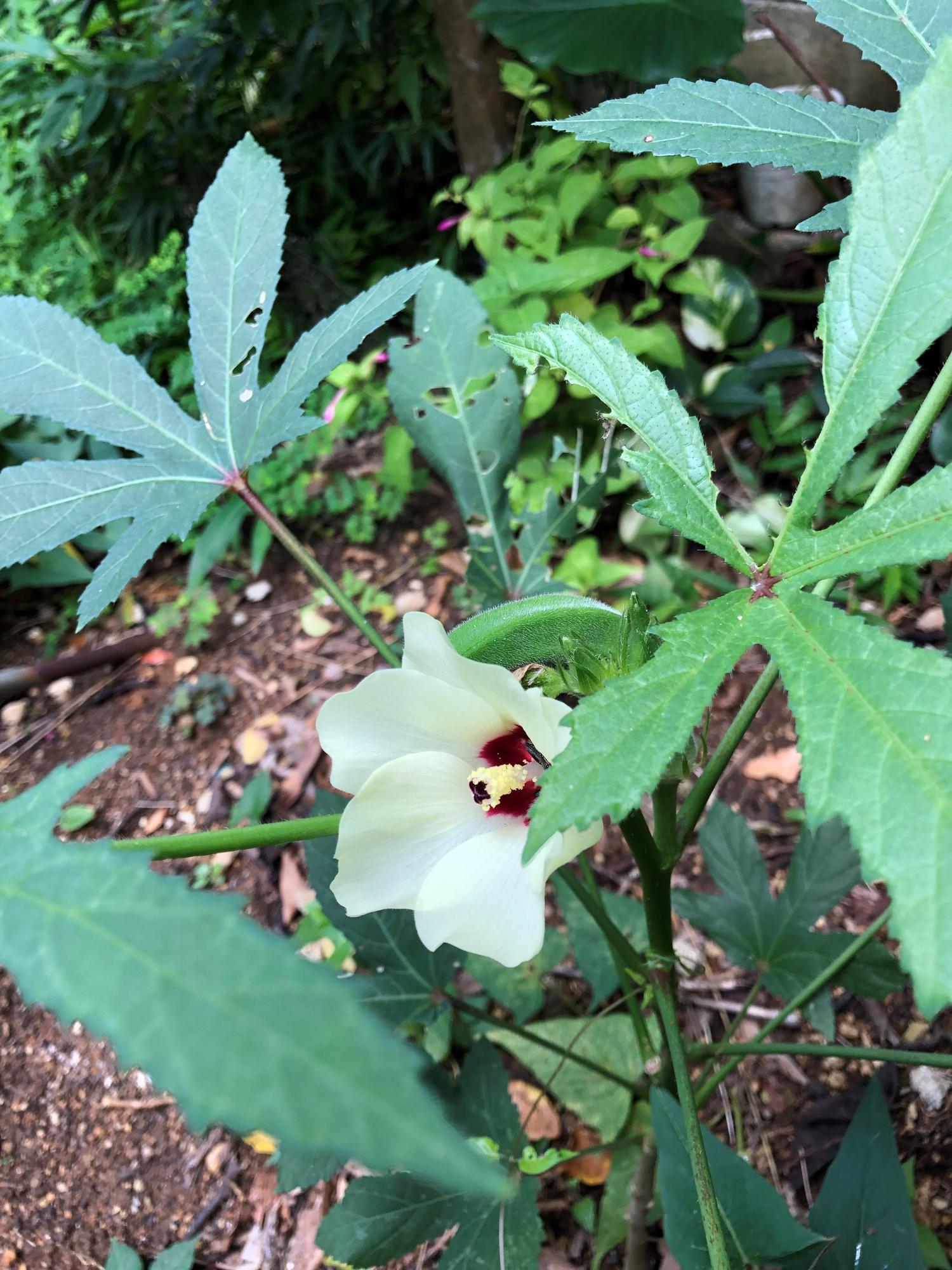 オクラの花と実