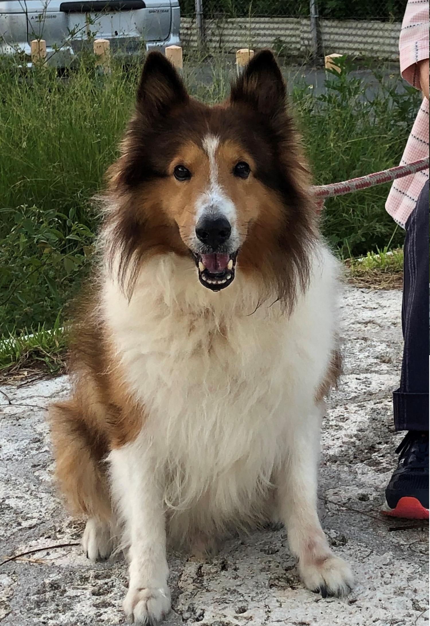 綺麗な犬だったので撮らせて頂きました