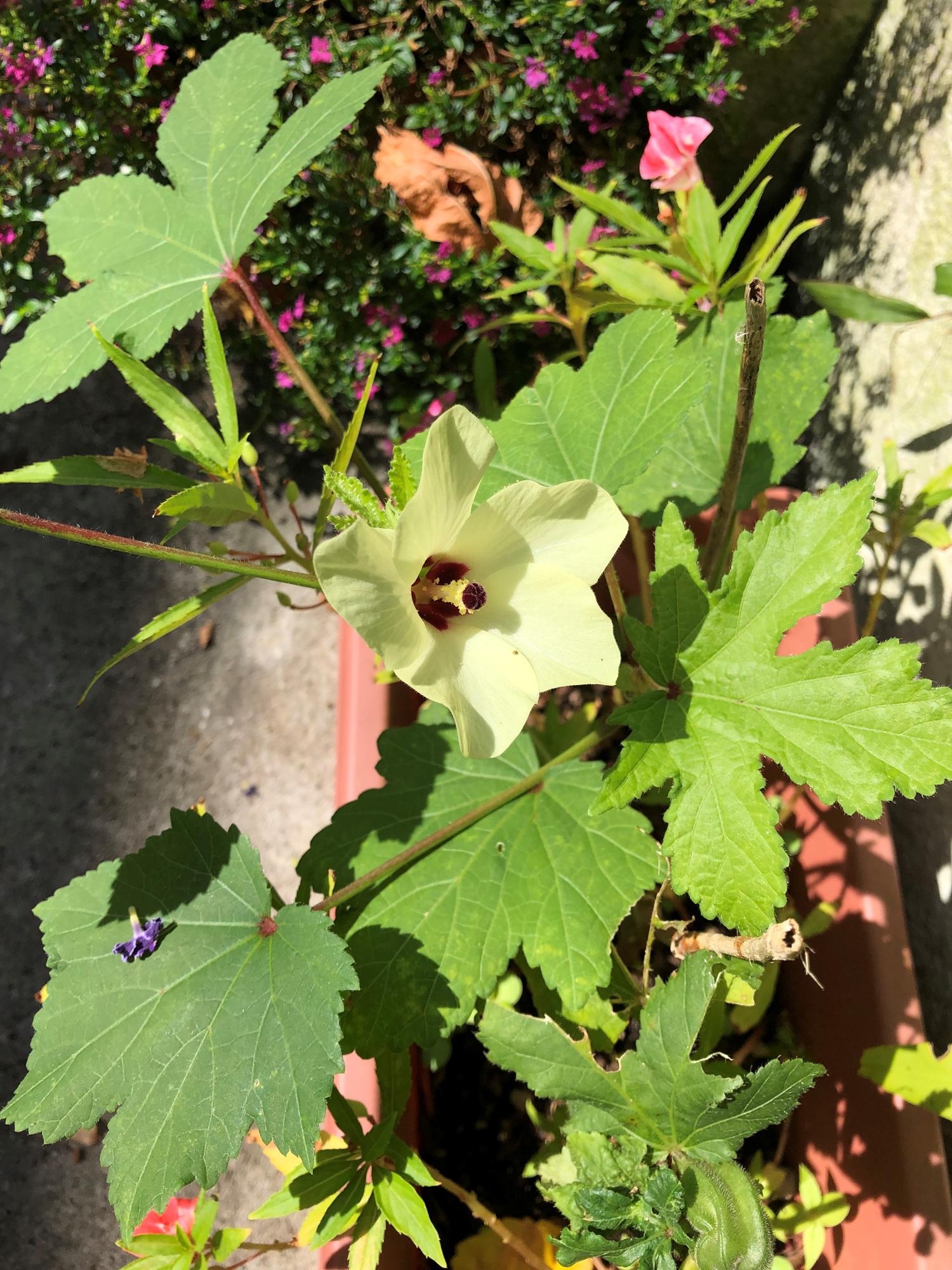 プランターのオクラの花