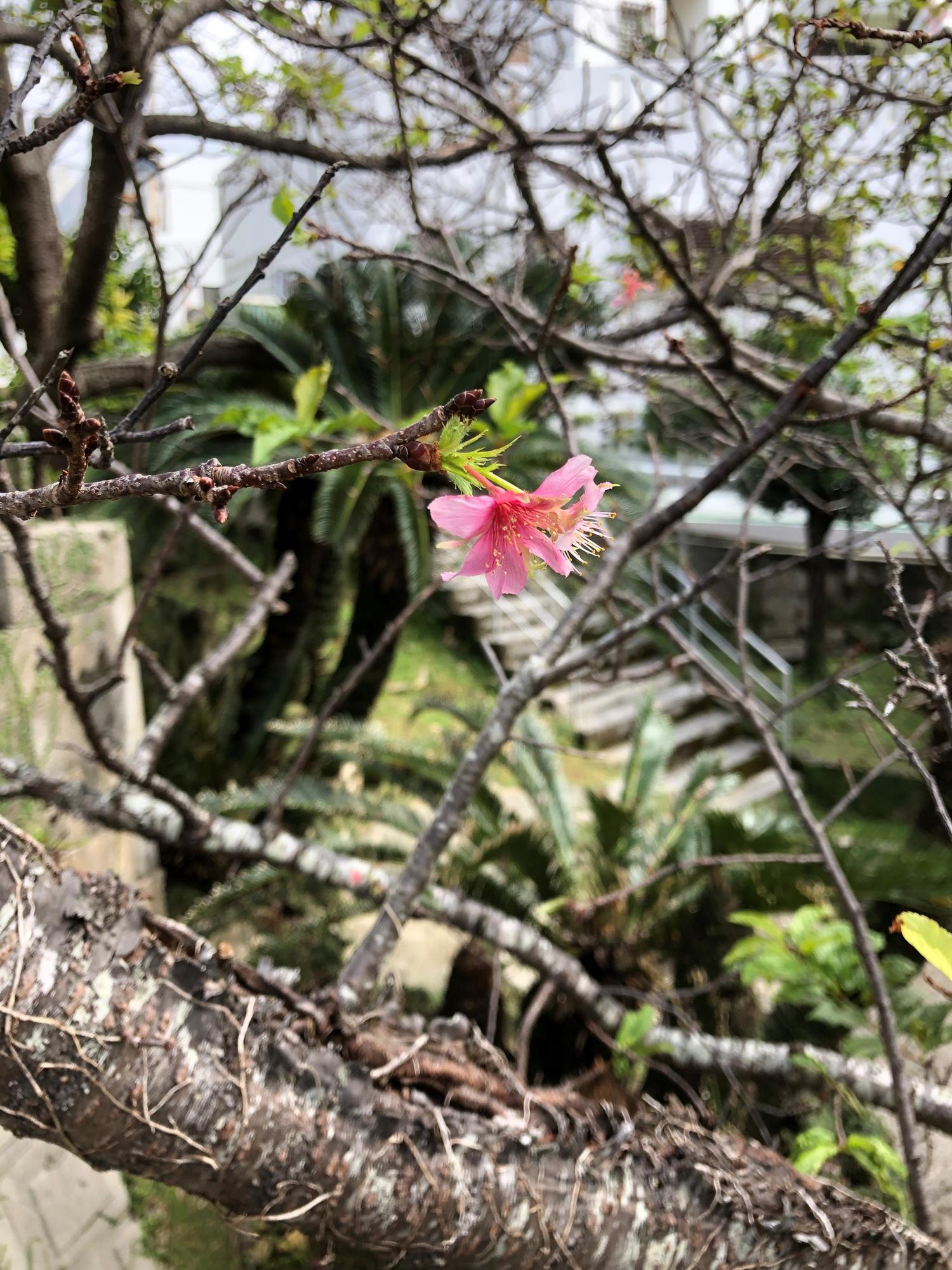 散髪屋の帰り桜の花を見つけた