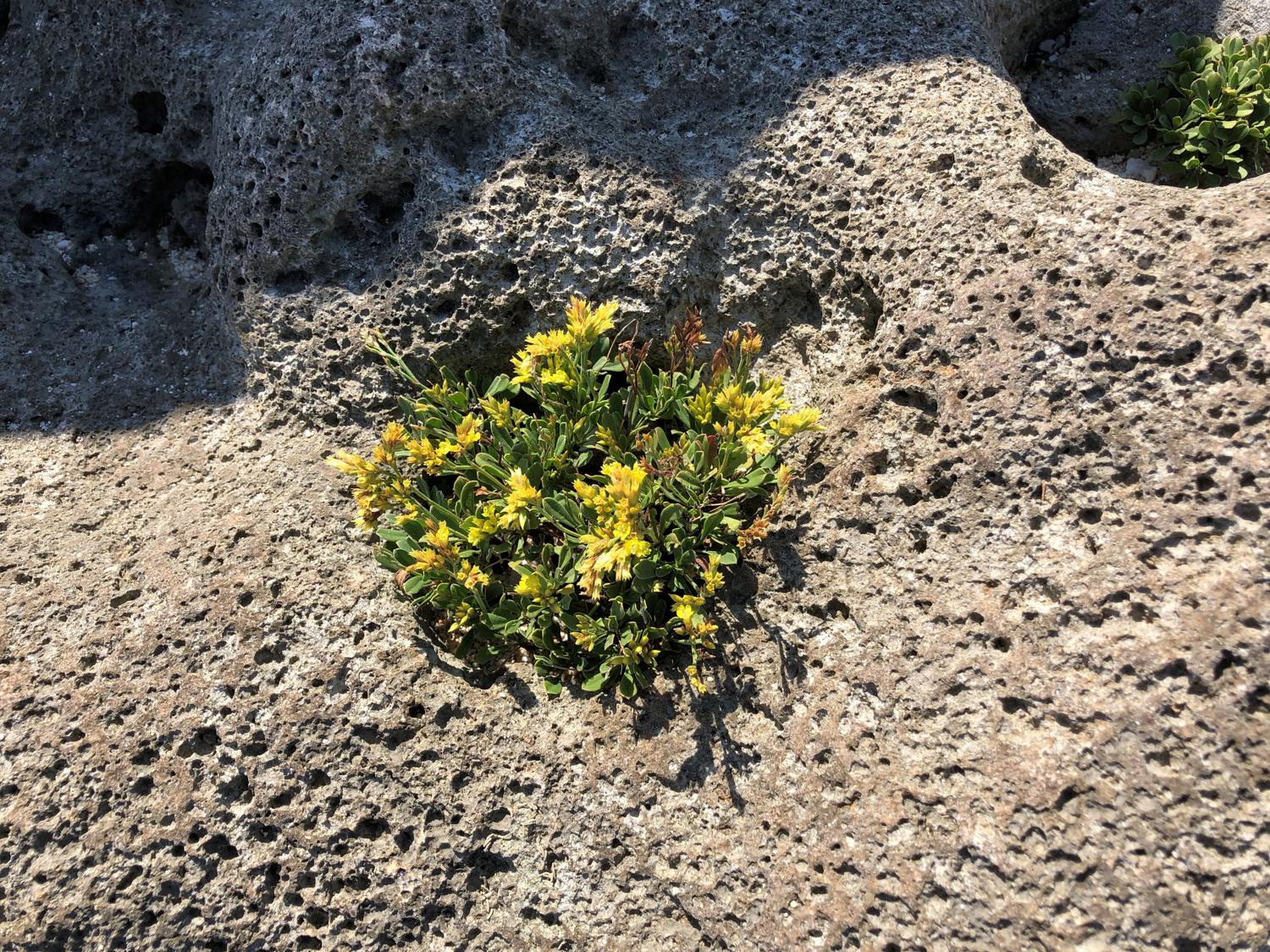 岬の岩の上で咲く黄色い花の海浜植物