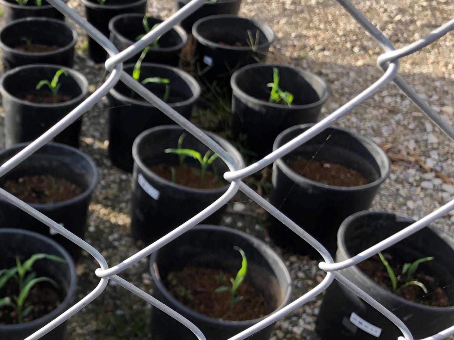 昨日の１６時３８分撮影　鉢にトウモロコシの苗が植えられている